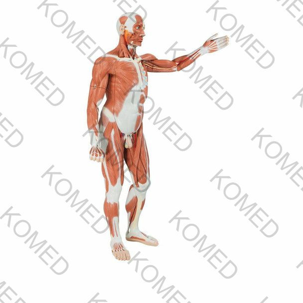 Thumbnail: Male Muscular Figure Anatomy Model