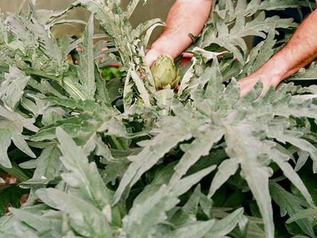 חוות גידול ירקות ניידת