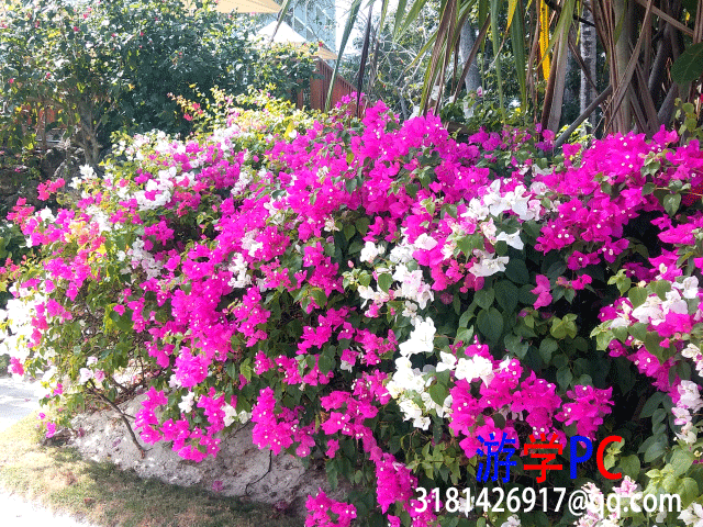 flowers.gif