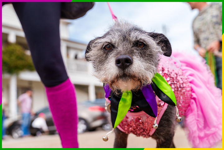 A colorful costumed dog looks in the camera at the Apalachicola Mardi Gras Barkus Parade