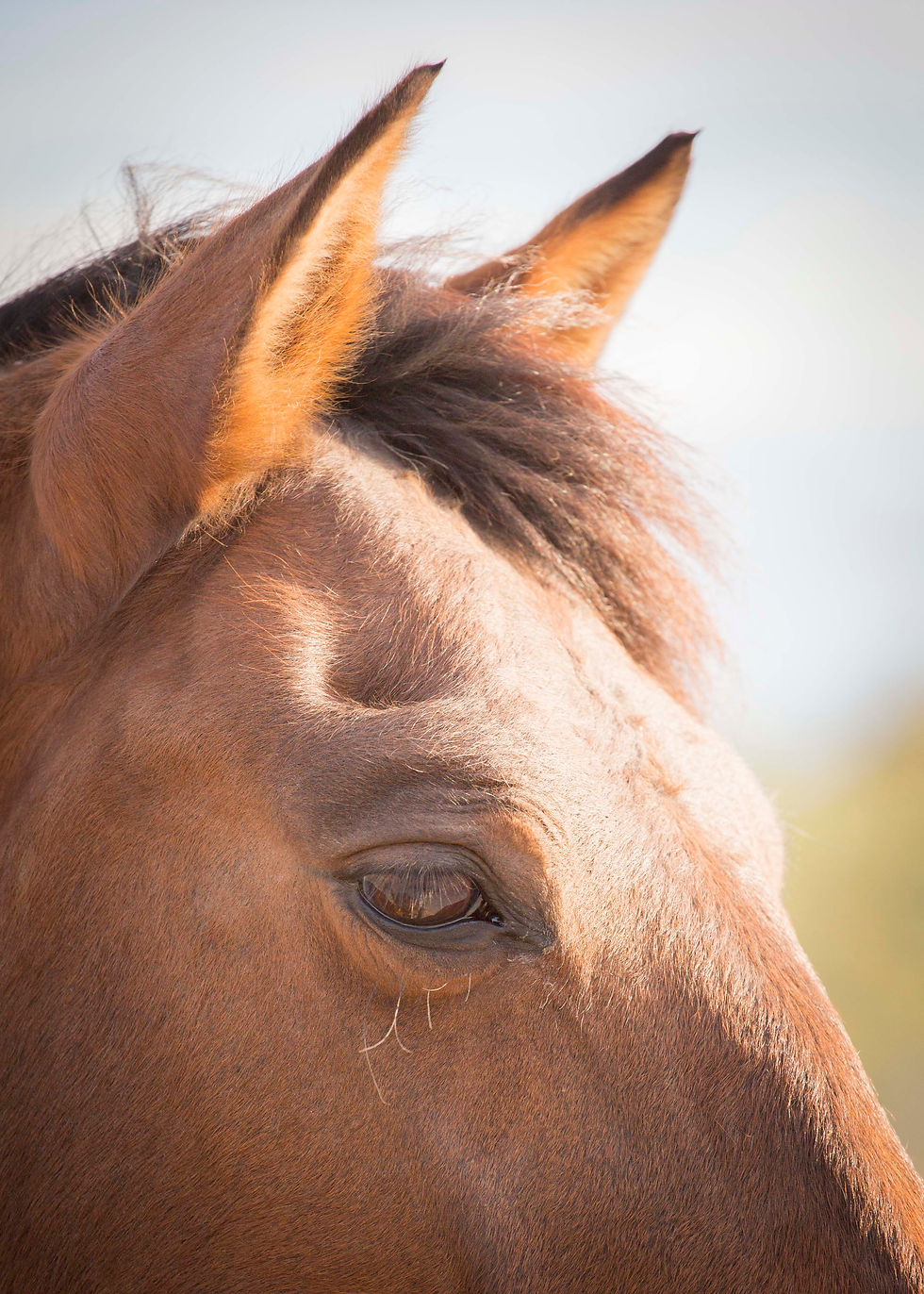 pinnacles equine team