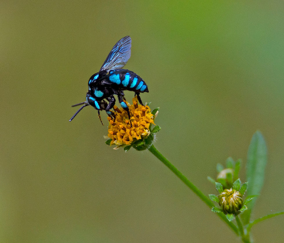 neon cuckoo bee