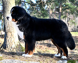 Ivanhoe11mD.JPG