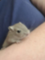 Thumbnail: Gerbil pups