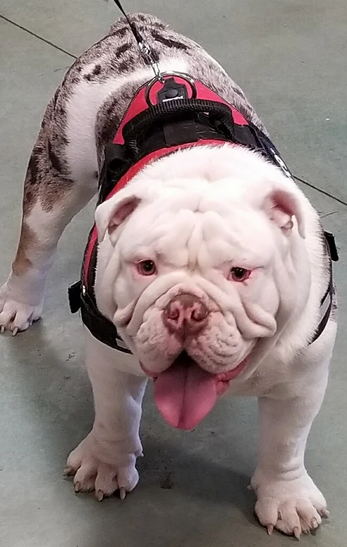 Bulldogs Tulsa Oklahoma For Sale My Bella S Bulldogs United States