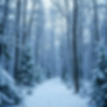 christmas snow scene in a forest.jpg