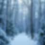 christmas snow scene in a forest.jpg