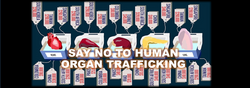 Organ Human Trafficking