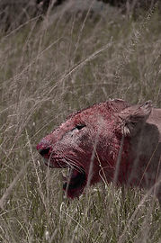 Lioness kill