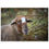 Thumbnail: Galahad's Sanctuary Photographic Poster - Nemo The Sheep