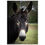 Thumbnail: Galahad's Sanctuary Photographic Poster - Jake The Donkey