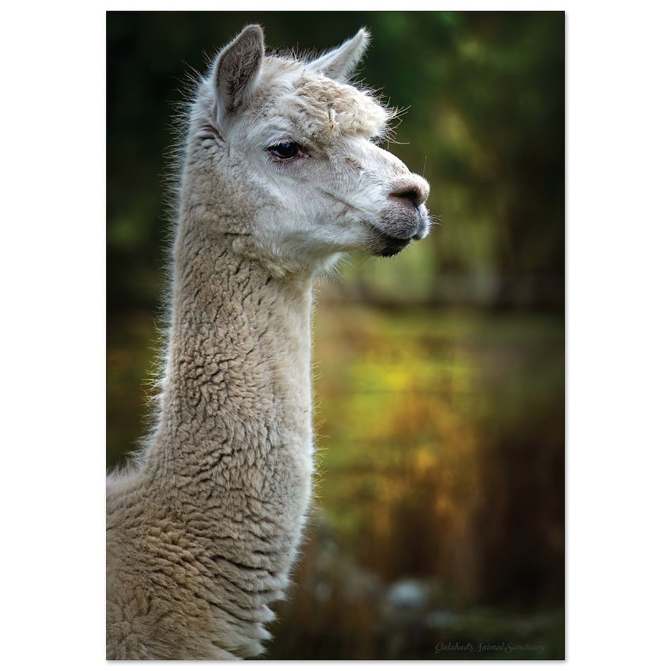 Thumbnail: Galahad's Sanctuary Photographic Poster - Kosco The Alpaca