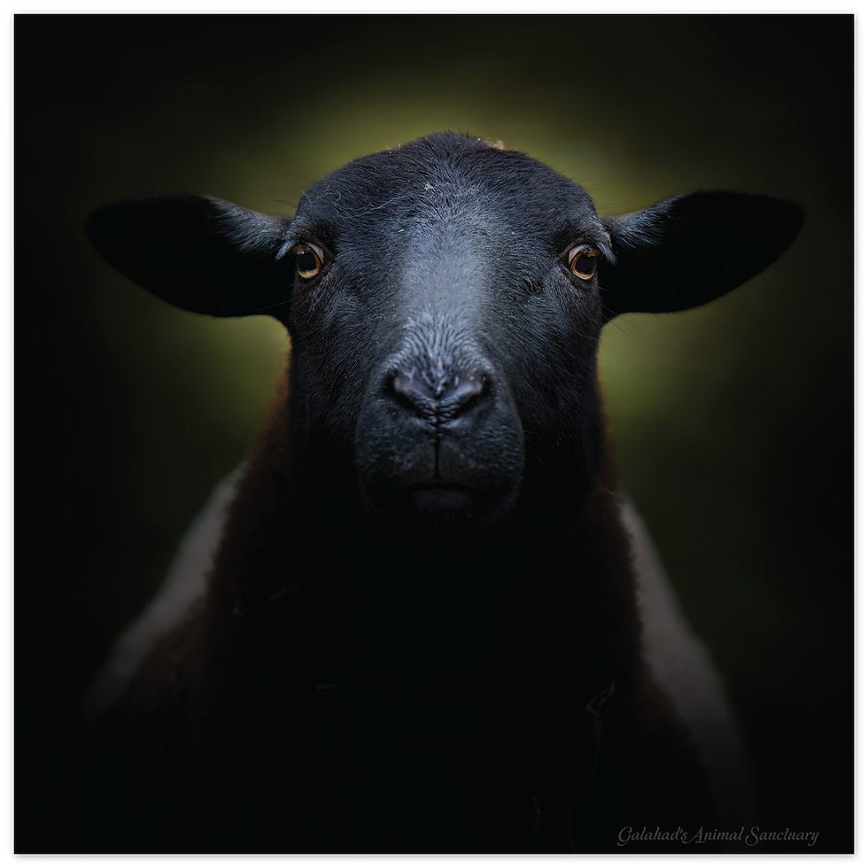 Thumbnail: Galahad's Sanctuary Photographic Posters – Bonnie the sheep