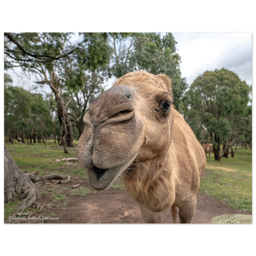 Thumbnail: Galahad's Sanctuary Photographic Poster - Milkshake