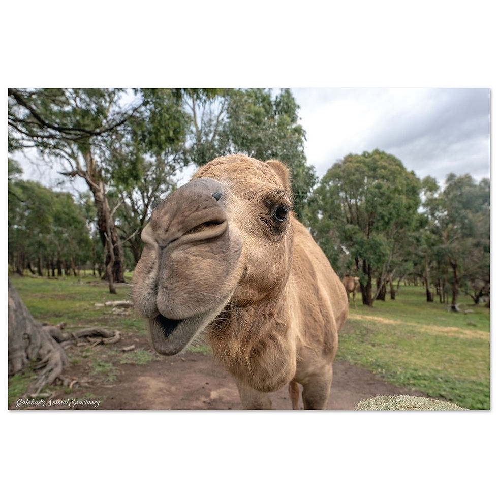 Thumbnail: Galahad's Sanctuary Photographic Poster - Milkshake