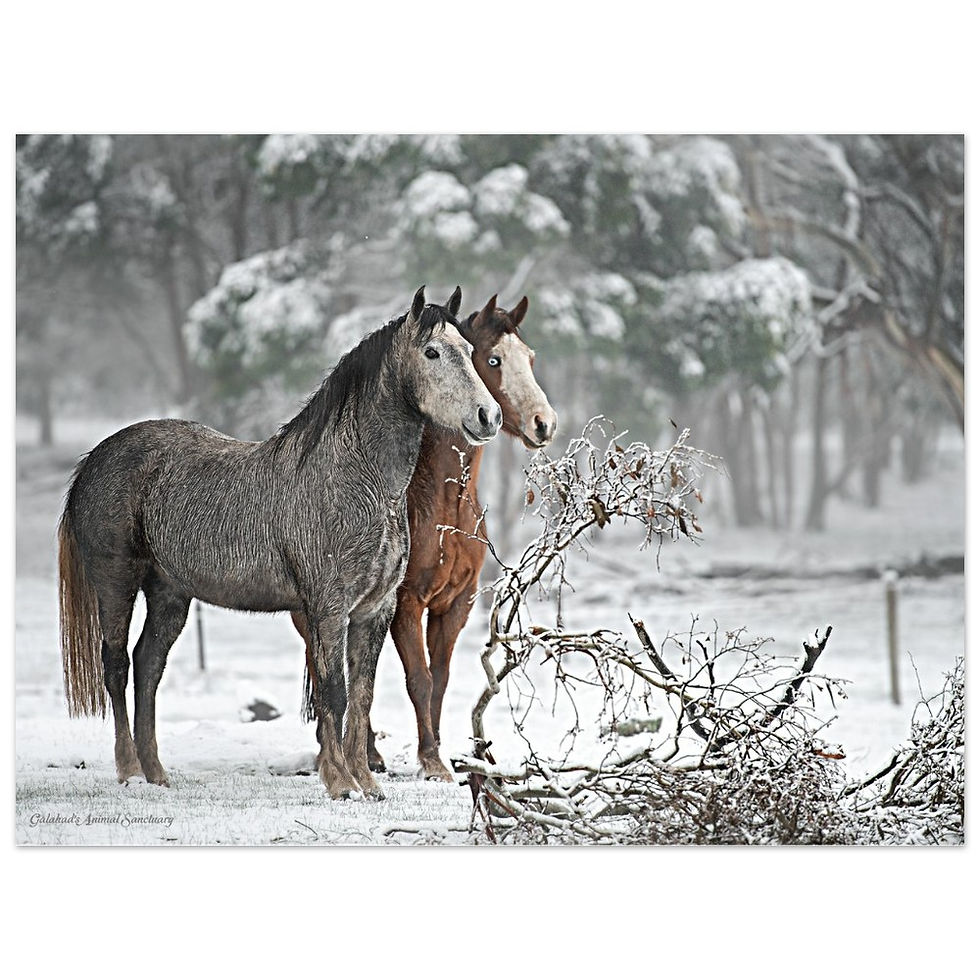 Thumbnail: Galahad's Sanctuary Photographic Poster - Wokka & Sundance