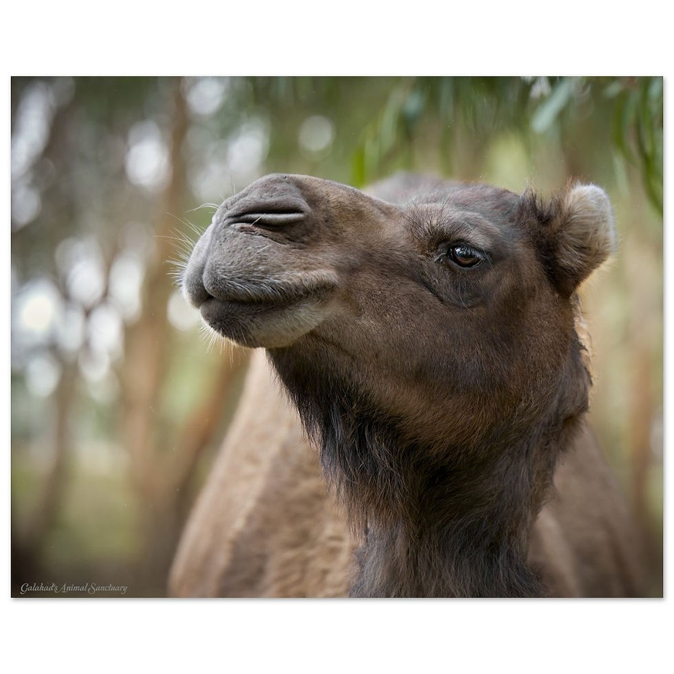 Thumbnail: Galahad's Sanctuary Photographic Poster - Harley Quinn The Camel