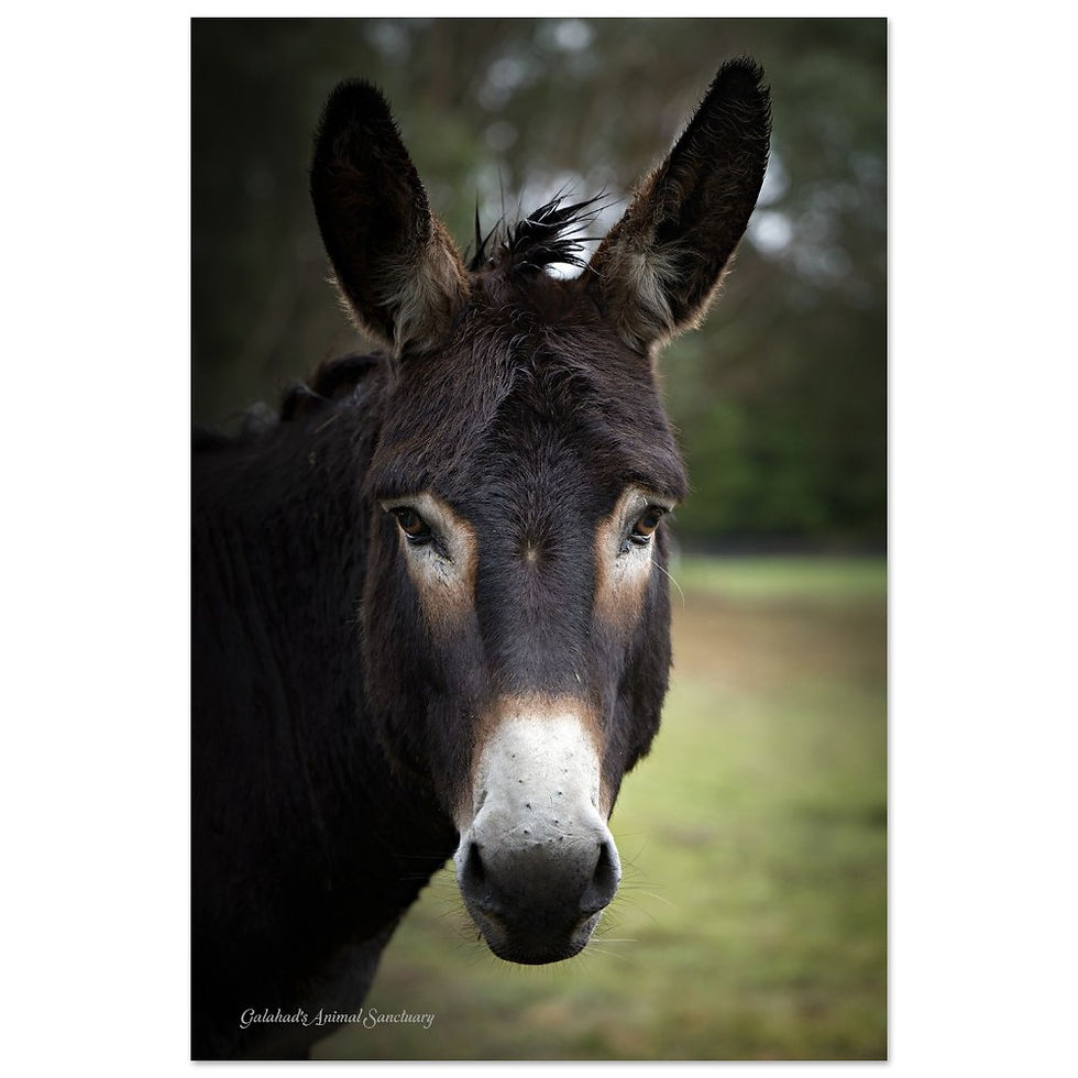 Thumbnail: Galahad's Sanctuary Photographic Poster - Jake The Donkey