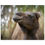 Thumbnail: Galahad's Sanctuary Photographic Poster - Harley Quinn The Camel