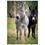 Thumbnail: Galahad's Sanctuary Photographic print - Jake & Elwood The Donkeys