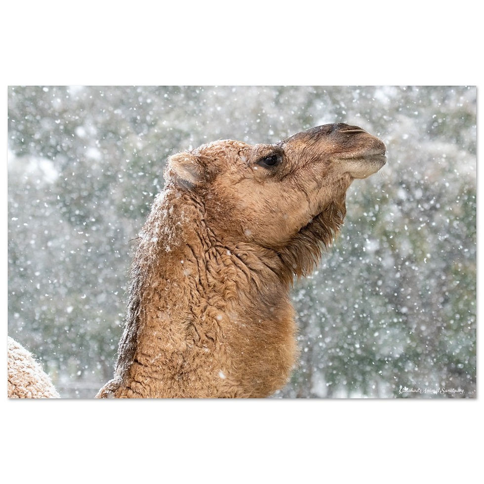 Thumbnail: Galahad's Sanctuary Photographic Poster - Milkshake In The Snow