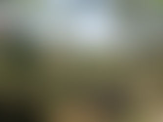 Puntiamo sul verde urbano o la città brucia