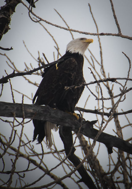 Eagle-1.jpg