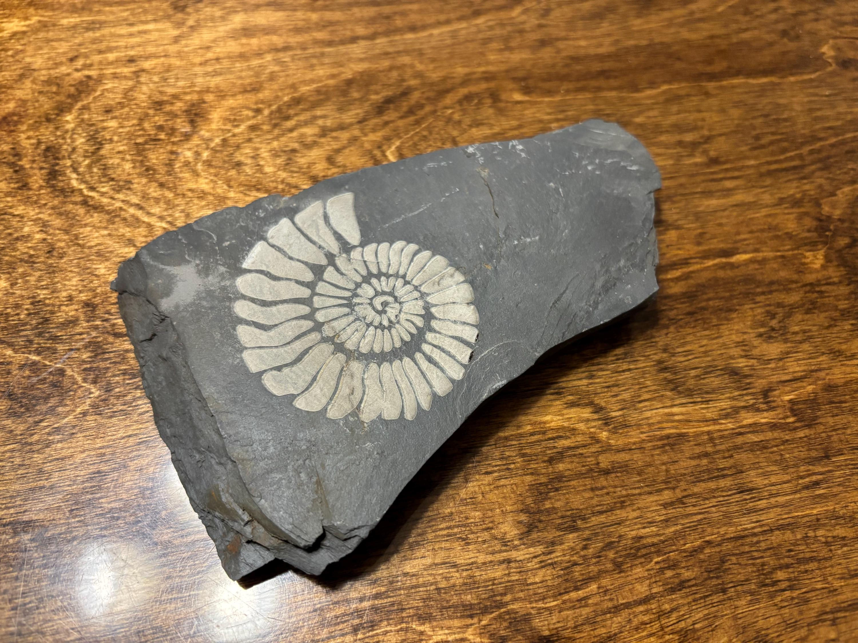 Slate Rock With Ammonite Fossil design