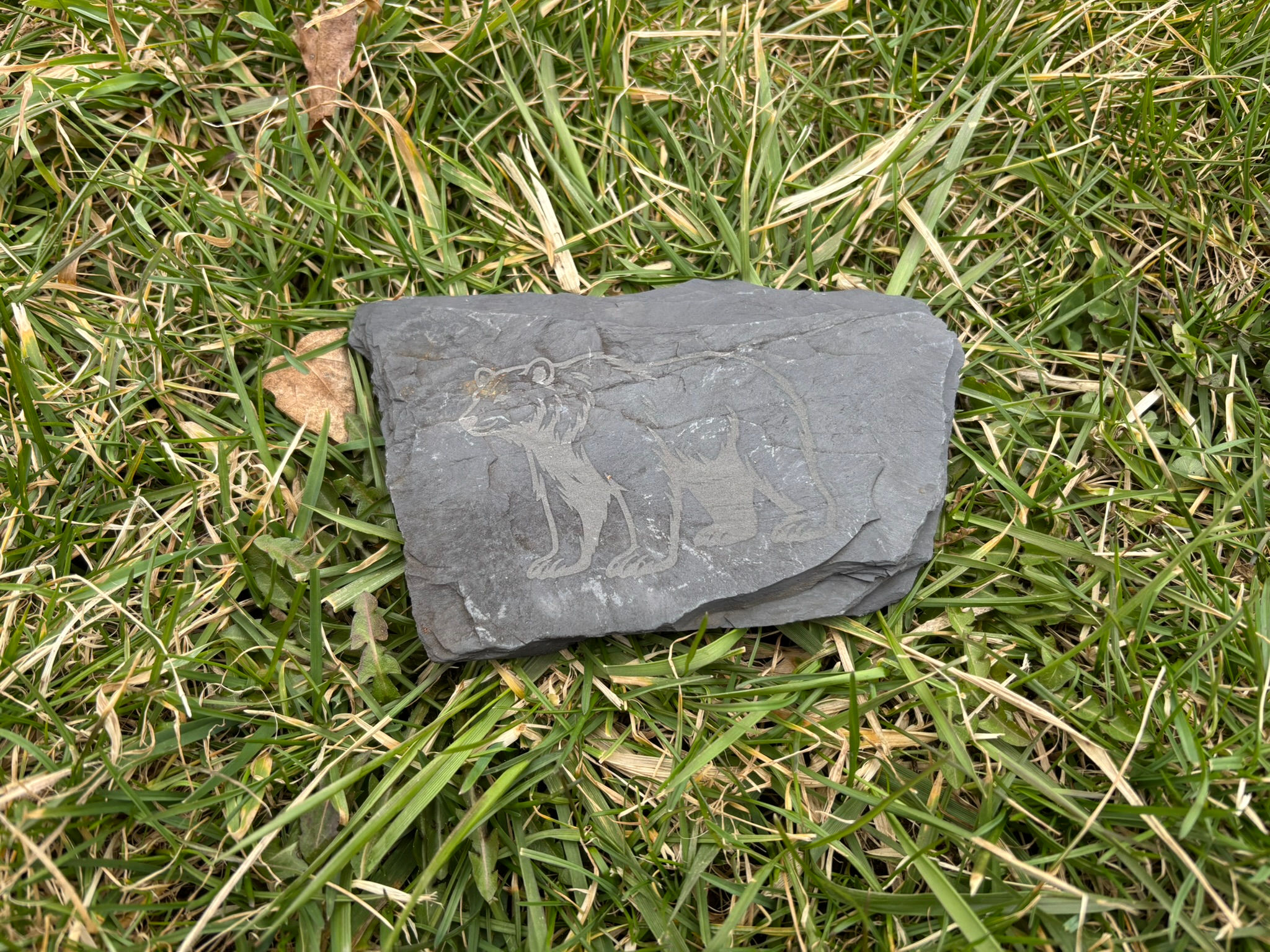 Grizzly Bear Slate Rock
