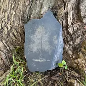 Birch Tree Slate Rock Engraving