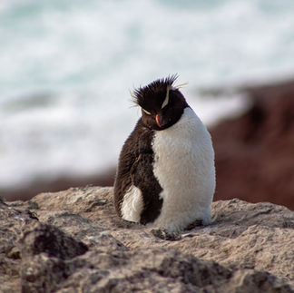 Rockhopper penguin on Isla Pinguïno