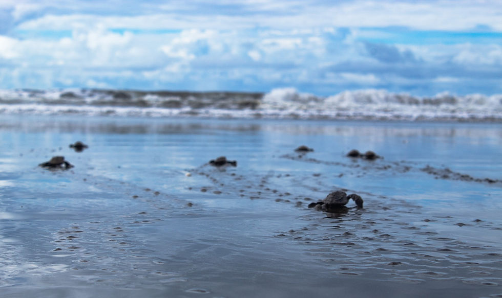 On the beach during the release of baby sea turtles on Isla de Cañas