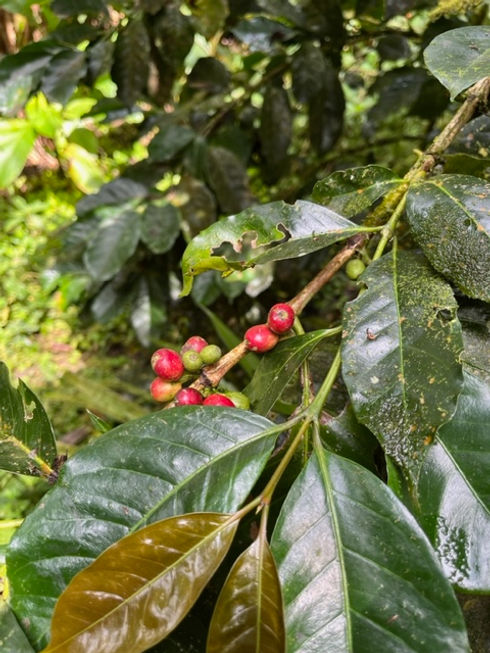 Coffee Bean 1.jpg