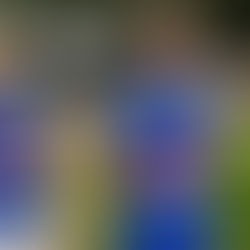 Was 2016 A Flash In The Pan? The Western Bulldogs 2017 Season In Review