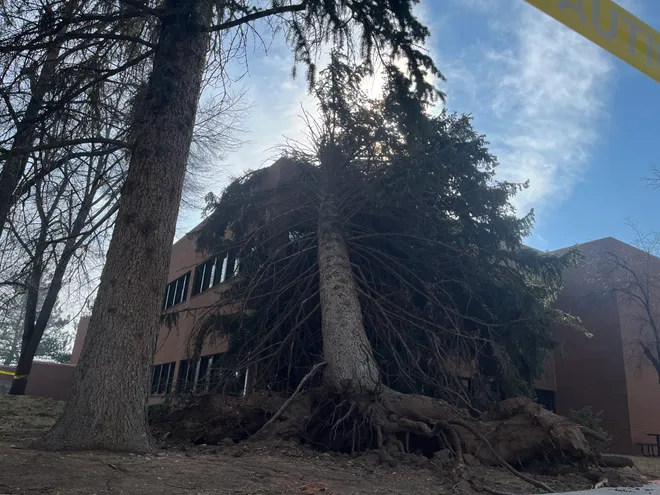 A tree leaning against a building, partially uprooted.