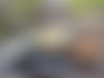 日替りランチ、お値段変更しました！