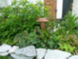 Virgnia Native Plants