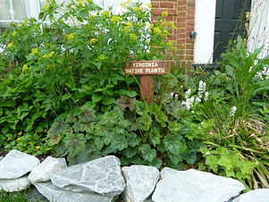 Virgnia Native Plants