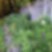 Liatris spicata, Rudbeckia hirta, Phlox