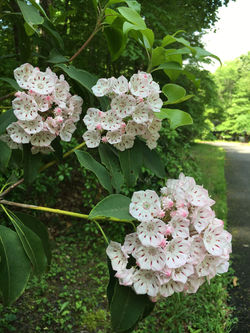 Kalmia latifolia closeup