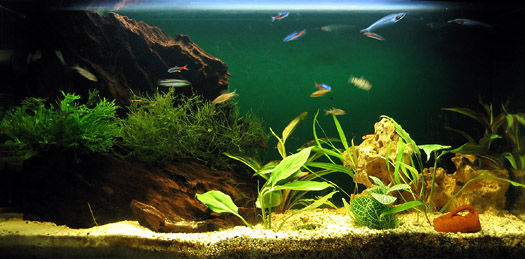 aquarium