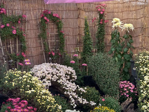 菊花展に行きました