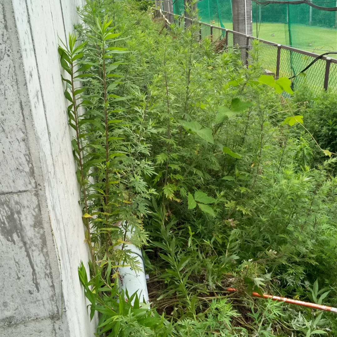 さくら苑横の土手をキレイにしてもらってます。