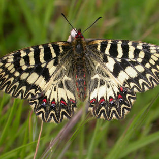 Zerynthia cassandra