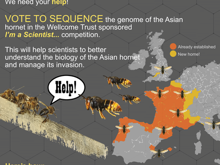 Vespa velutina won the 25genomes challenge !!!