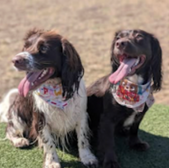 Two dogs with bandanas smiling on green grass in bright sunshine.