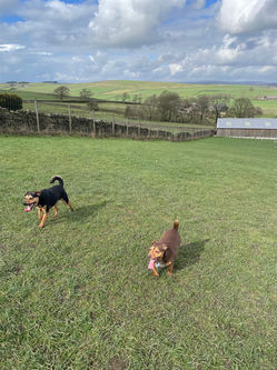 Wharfedale Doggy Play Park Dog field / facility