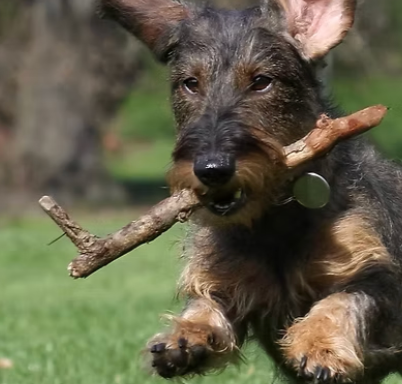 Doggy VIP Field & Park and Raw Dog Food Shop