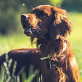 Red Irish Setter dog in the sunshine, enjoying a beautiful outdoor scene.