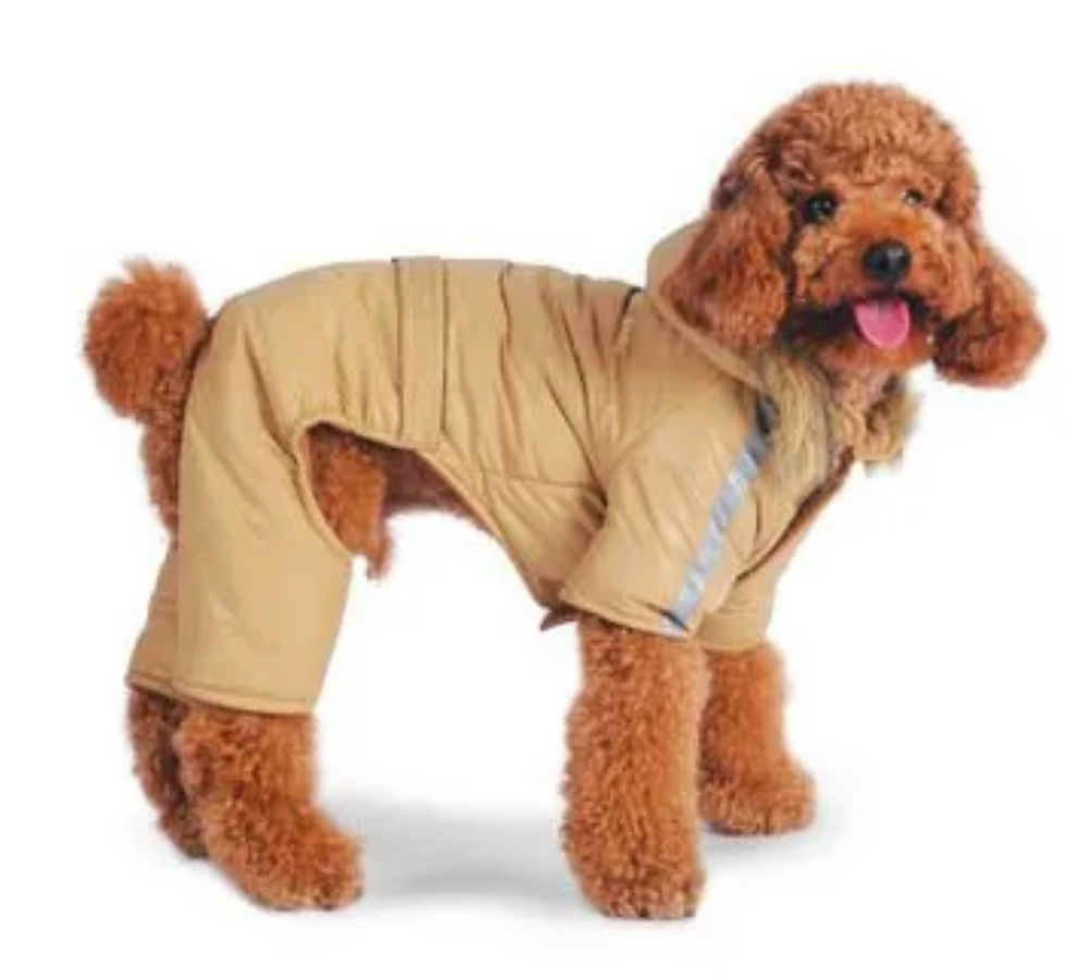 Fluffy brown poodle wearing a tan coat with silver stripes, tongue out, on a plain white background. Cozy and playful mood.